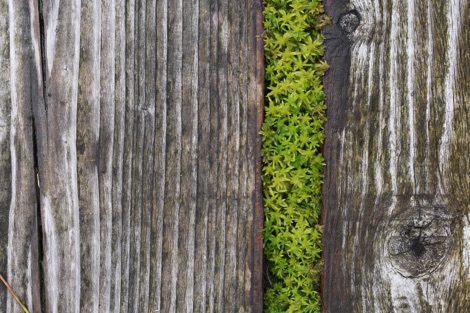 Lille Vildmose moss growing through boardwalk